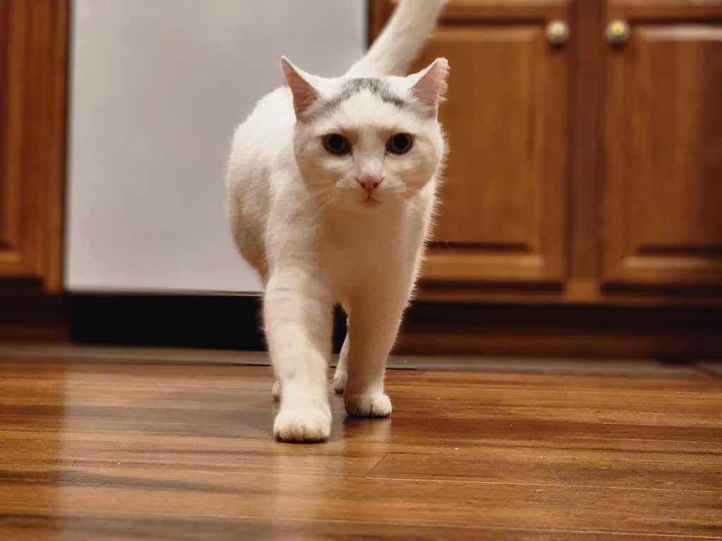 Plumbers In Pittsburgh Penssylvania Bagel (1)