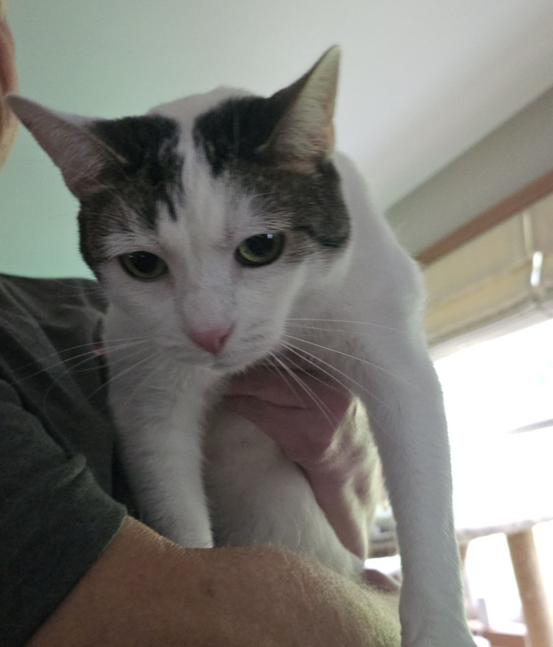 Plumbers In Pittsburgh Pennsylvania Comfy Kozy Video Furry Friends 8 31 2026 3