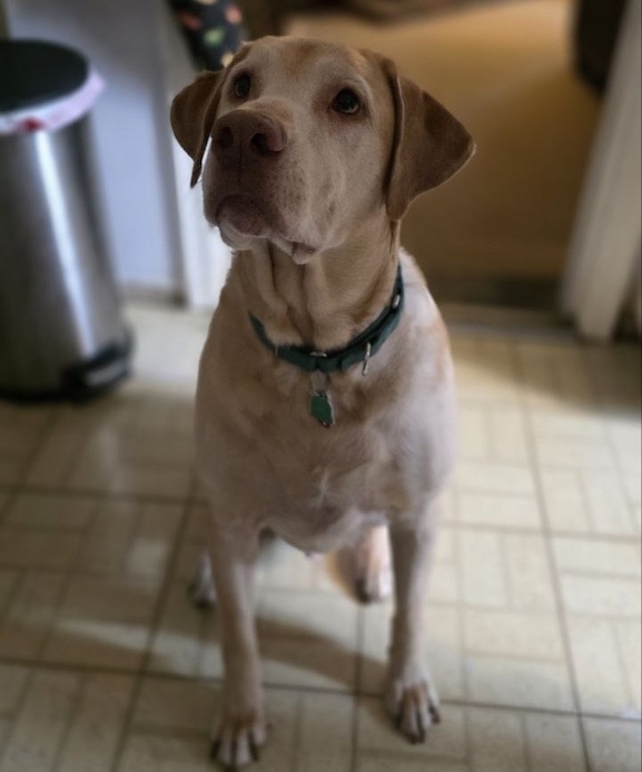 Plumbers In Pittsburgh Pennsylvania Colby Furry Friends Of Comfy Kozy 1