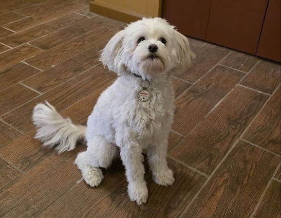 Plumbers In Pittsburgh Pennsylvania Paddington Furry Friends Of Comfy Kozy